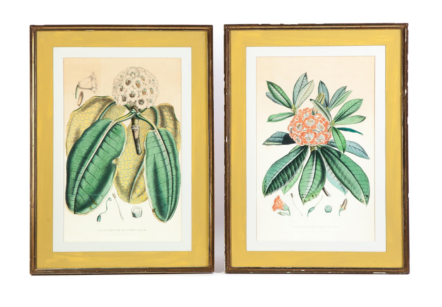 Appraisal: TWO FRAMED AND MATTED BOTANICAL PRINTS European th century Colorful