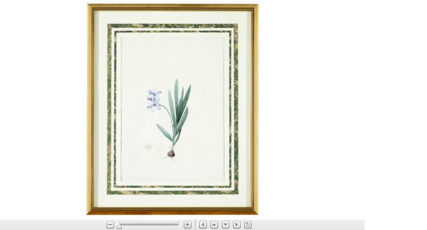 Appraisal: Redoute Pierre Joseph French - narcissus candidisima