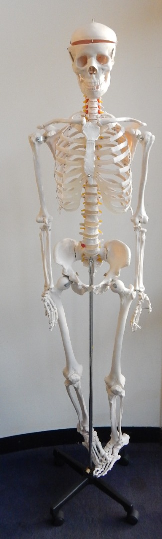 Appraisal: A cast resin Scientific model of a human skeleton on