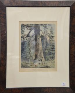 Appraisal: After F Schenck colored lithograph Sequoia Wellingtonioa Mariposa Grove South