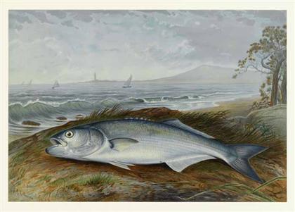 Appraisal: Lot American Chromolithographic Game Fishes Kilbourne Samuel A illustrator Goode