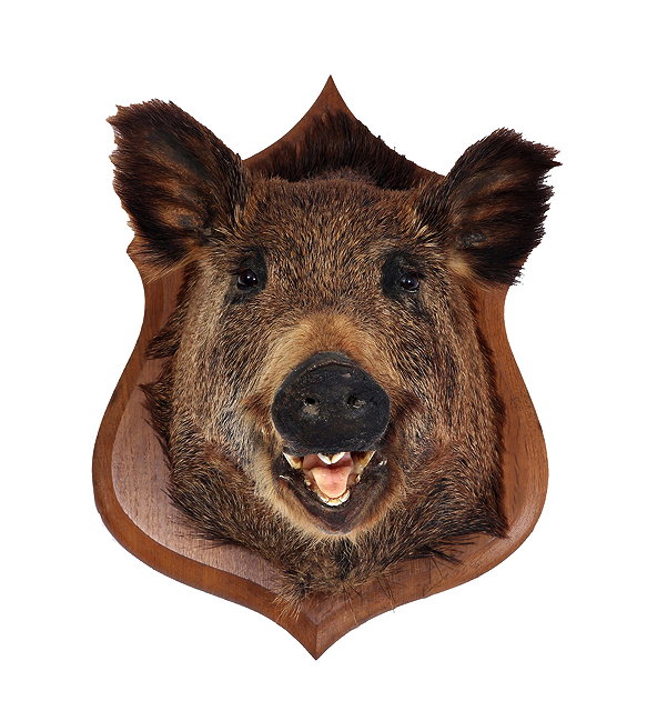 Appraisal: A BOARS HEAD mounted on a shaped oak shield the