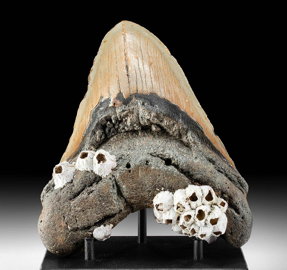 Appraisal: Polished Megalodon Tooth with Barnacles Prehistoric Miocene to Pliocene period