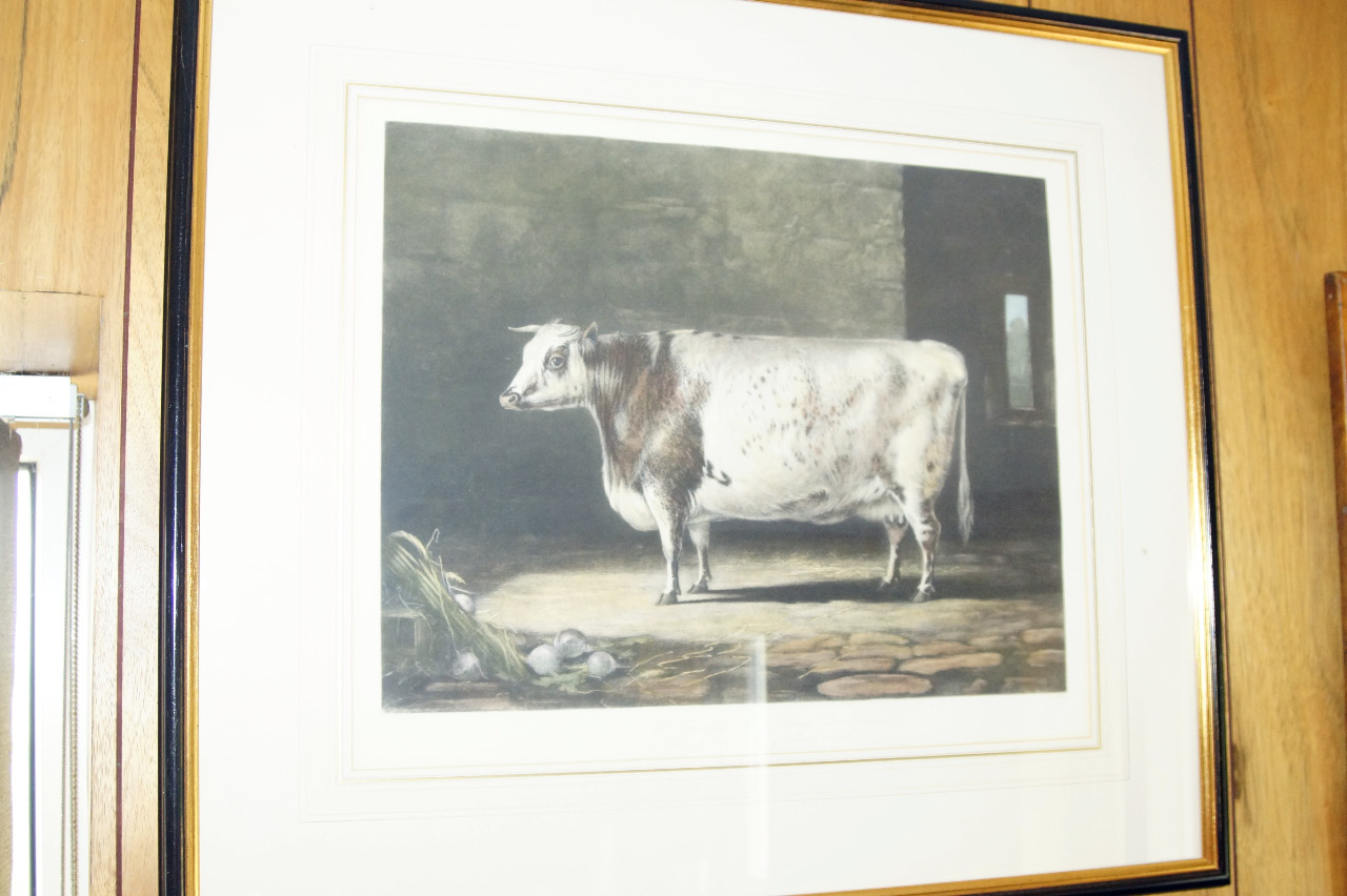 Appraisal: After Percy Forster Portrait of the Celebrated Short Horned Cow