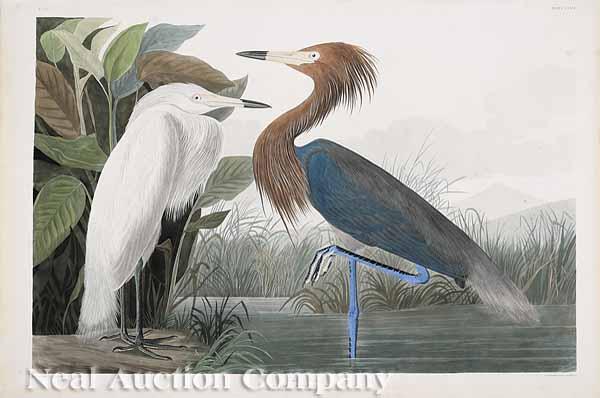 Appraisal: After John James Audubon American - Purple Heron No plate