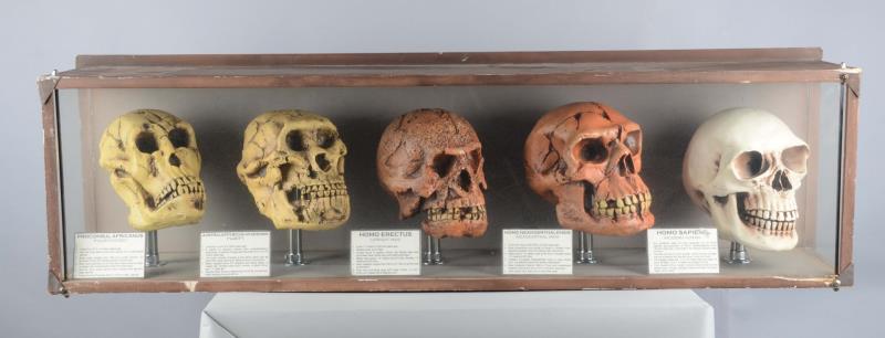 Appraisal: A Display Case With Five Model Skulls Interesting wood and