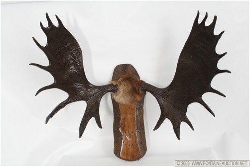 Appraisal: AUSTRIAN MOOSE HORN RACK W x H x D