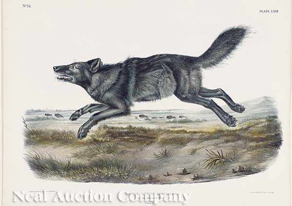 Appraisal: After John James Audubon American - Black American Wolf No