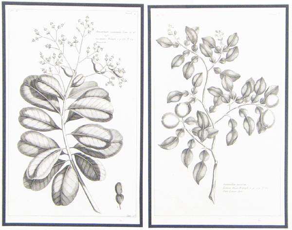 Appraisal: After Pierre Bouchoz Botanical Studies of Fruit Trees Engravings printed