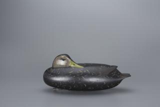 Appraisal: Sleeping Black Duck William H Quinn Sleeping Black Duck William