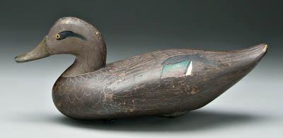 Appraisal: Black duck drake decoy deeply carved bill margins old possibly