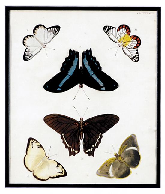 Appraisal: Pierre Cramer Dutch - TEN WORKS BUTTERFLY SPECIMENS circa colored