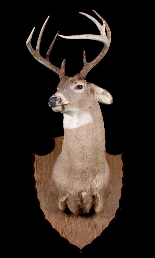 Appraisal: Montana Whitetail Deer Shoulder Mount Featured in this lot is