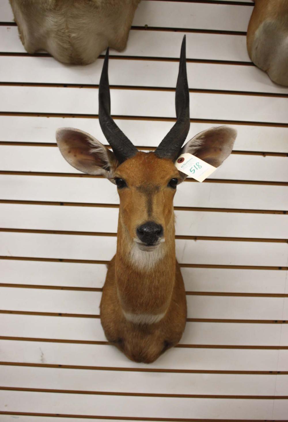 Appraisal: AFRICAN CHOBE BUSHBUCK TAXIDERMY MOUNT head should mount buck with