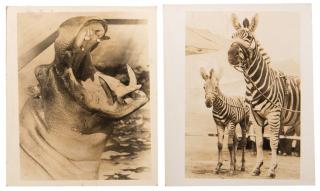 Appraisal: Group of Nine Vintage Circus Animal Photographs A collection of