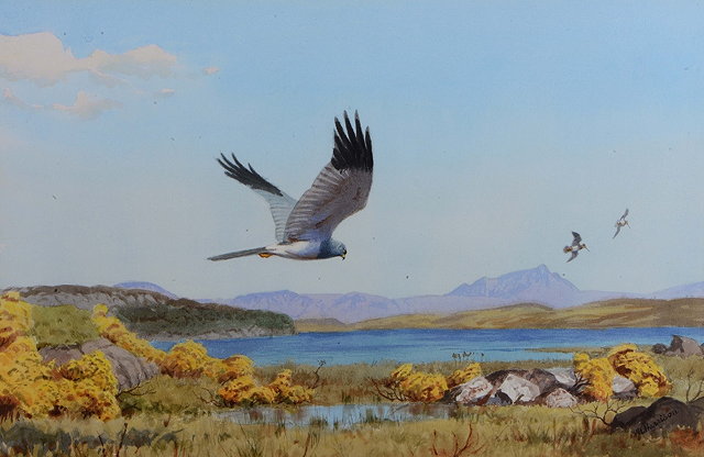 Appraisal: JOHN CYRIL HARRISON - Male hen harrier foraging by the