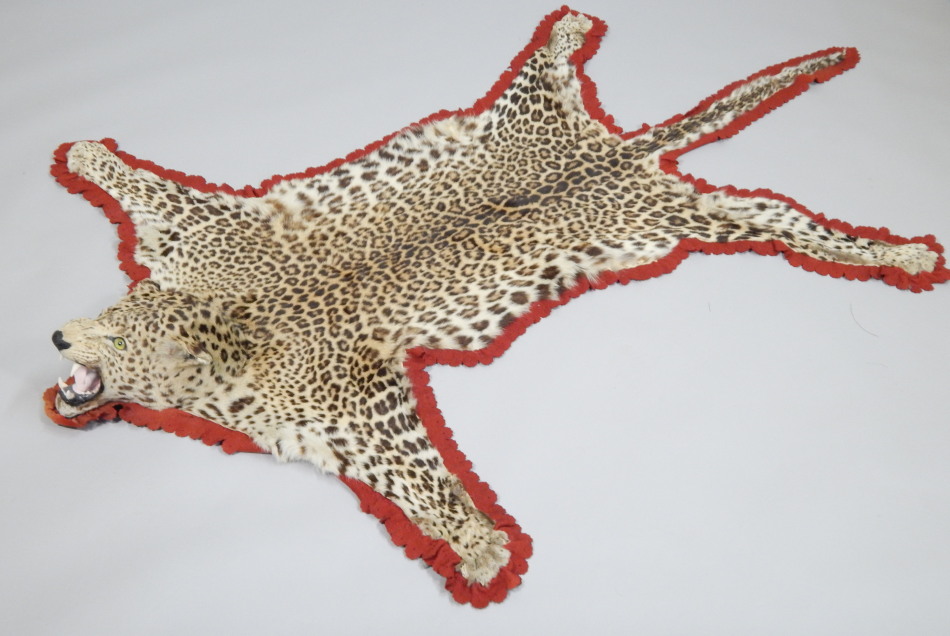 Appraisal: A taxidermied leopard skin rug with full head red velvet