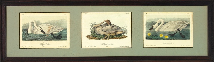 Appraisal: After John James Audubon American - three hand-colored lithographs consisting