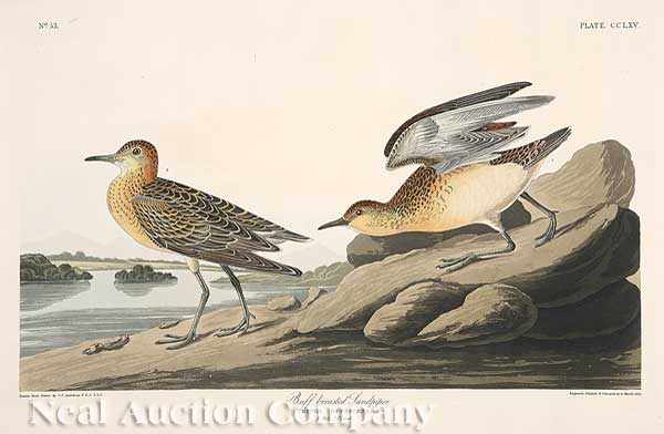 Appraisal: John James Audubon American - Buff Breasted Sandpiper Plate hand-colored