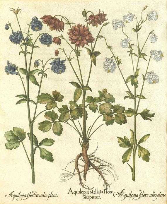 Appraisal: BOTANY -Besler Basilius circa after I Aquilegia stellata flore purpureo