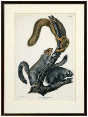 Appraisal: Bowen edition Audubon print Sciurus Cinereus hellip Cat Squirrel plate