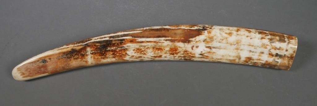 Appraisal: FOSSIL WALRUS IVORY TUSKFossilized walrus ivory tusk with variegated shades