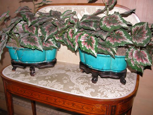 Appraisal: Title Pair of Ceramic Cache Pots fixed to ebonized base