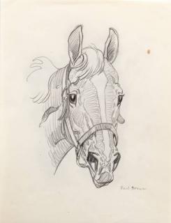 Appraisal: Paul Desmond Brown Horse Portraitsigned Paul Brown lower rightpencil drawing