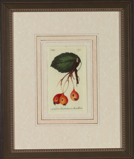 Appraisal: German School th Century Fruit Specimens suite of six hand-colored