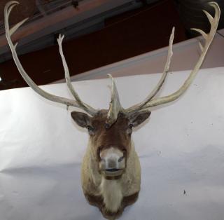 Appraisal: Caribou shoulder mount Caribou shoulder mount h x w