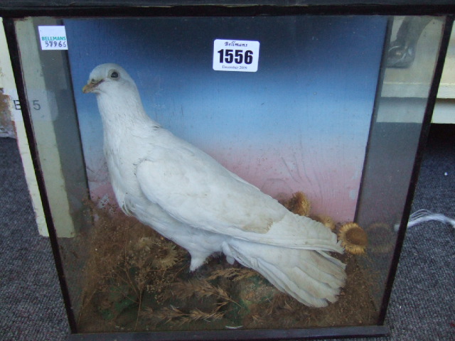 Appraisal: A stuffed and mounted white dove cased together with a