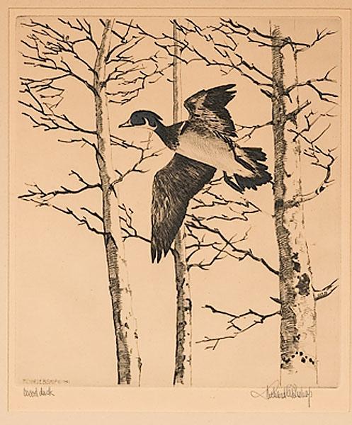 Appraisal: WOOD DUCK BY RICHARD EVETT BISHOP AMERICAN PENNSYLVANIA - Etching