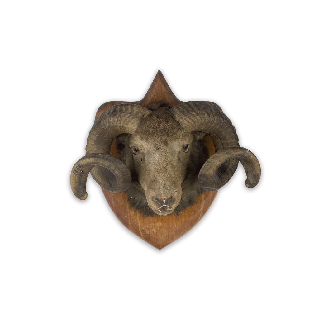 Appraisal: GROUP OF VICTORIAN TAXIDERMY HEAD MOUNTS TH CENTURY comprising two