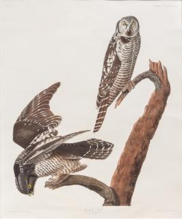 Appraisal: after John James Audubon - Hawk Owlhand-colored engraving sheet size