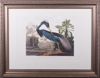 Appraisal: John James Audubon - Louisiana Heron No Plate th c