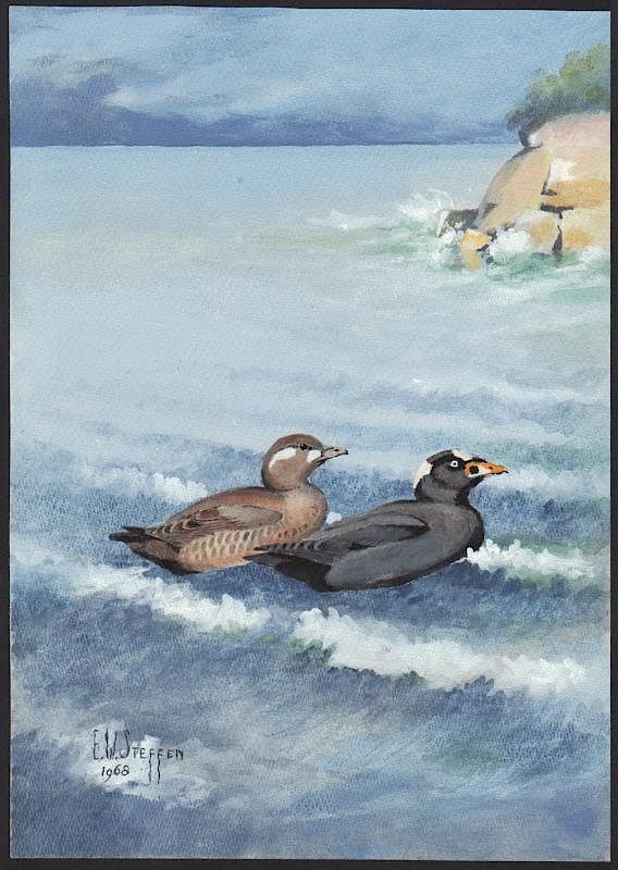 Appraisal: Steffen Watercolor of Surf Scoter Duck Surf Scoter Duck Earnest