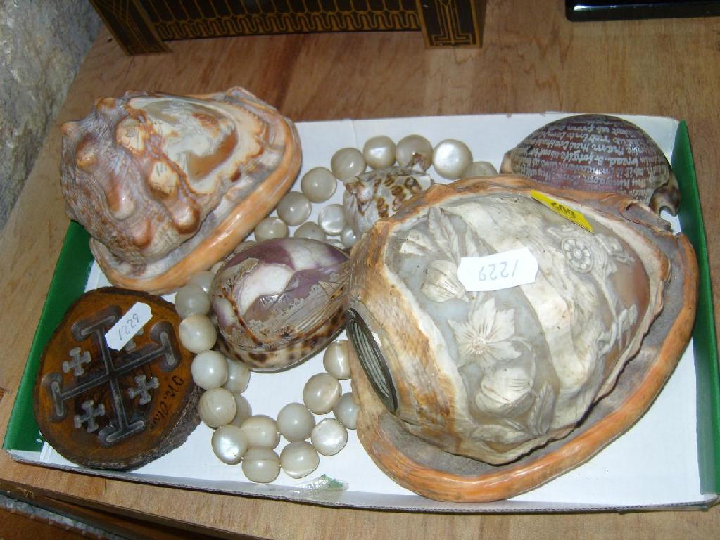 Appraisal: A collection of shells with carved cameo decoration including cherubs