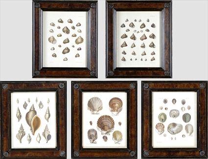 Appraisal: After Captain Brown Five Hand-Colored Engraved Plates Depicting Shell Specimens