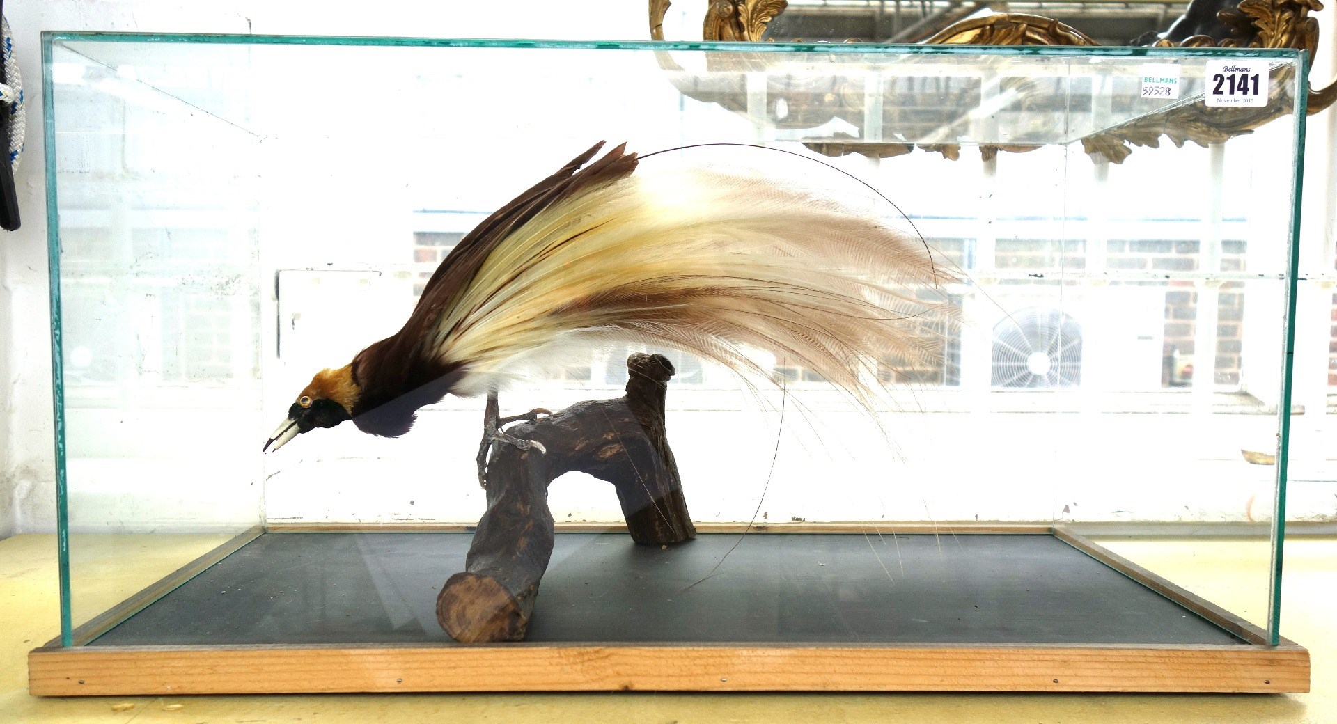 Appraisal: Taxidermy a stuffed greater bird of paradise early th century