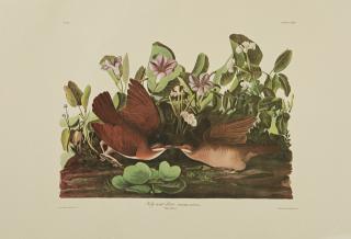 Appraisal: John James Audubon - Key West Dove No Plate Amsterdam