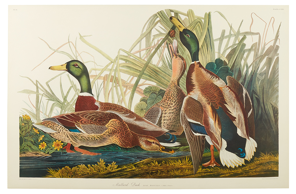 Appraisal: AUDUBON JOHN JAMES Mallard Duck Leipzig Edition Collotyped plate x