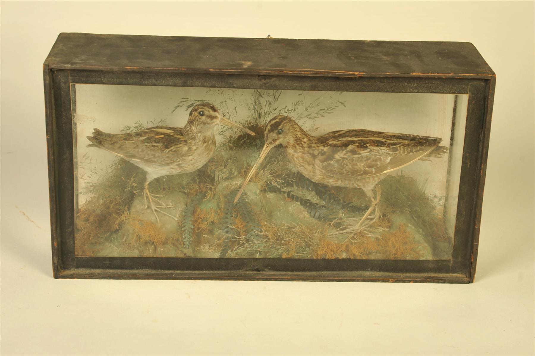 Appraisal: SHADOW BOX OF TAXIDERMIED SHORE BIRDS American ca Two long