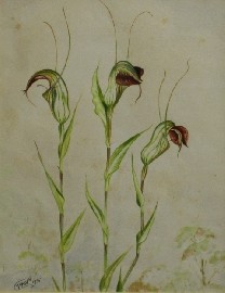 Appraisal: Neville William Cayley Junior - Orchids I watercolour on paper