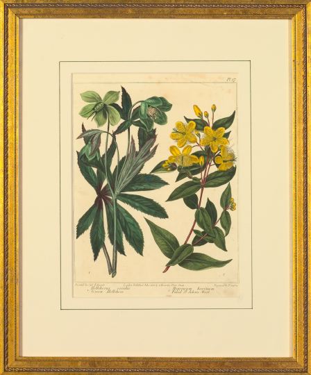 Appraisal: Sydenham Edwards British - Yellow and Scarlet Botanicals pair of