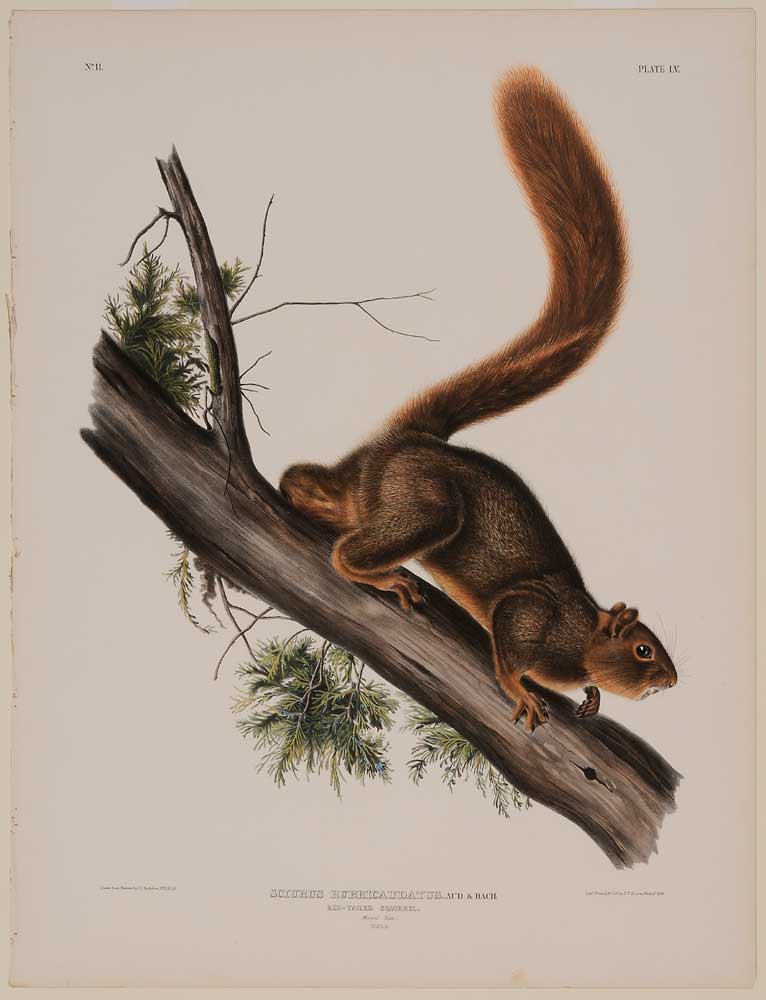 Appraisal: John James Audubon New York - Sciurus Rubricandatus Red-Tailed Squirrel