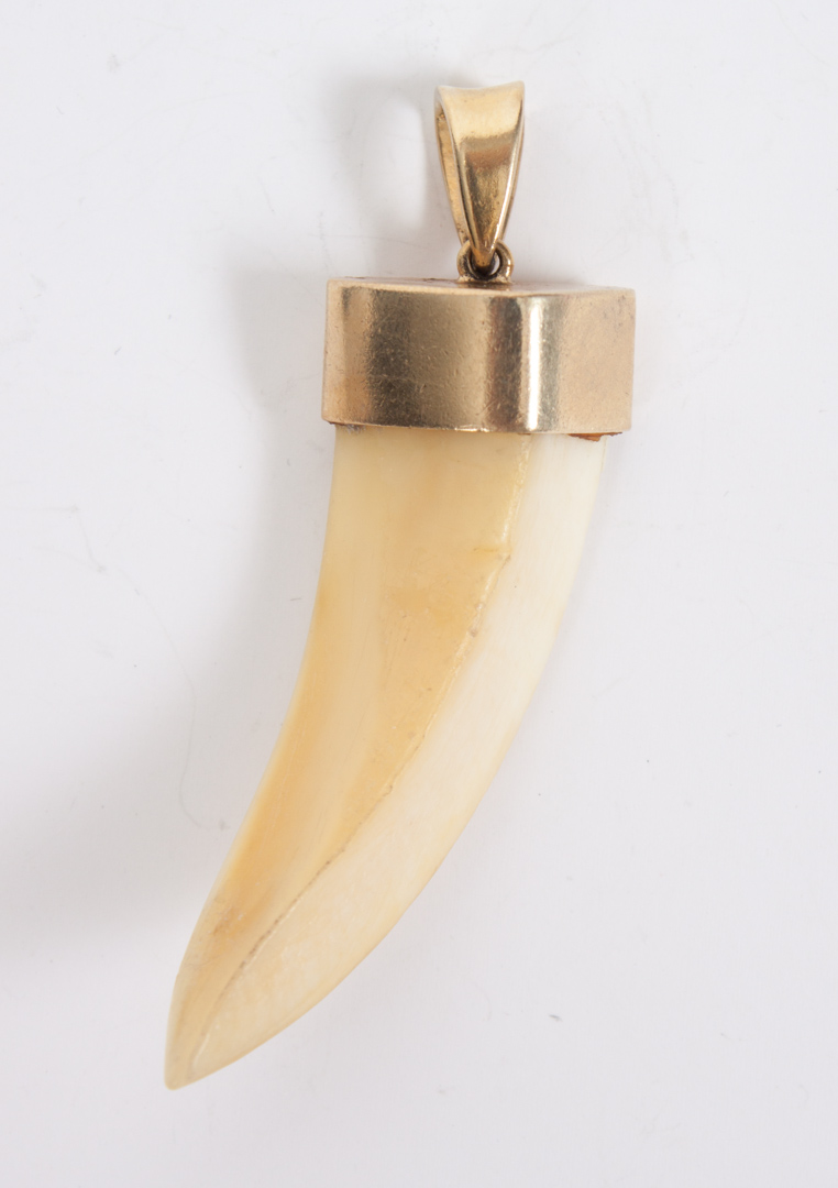 Appraisal: Gold mounted Boar's tooth pendant in L