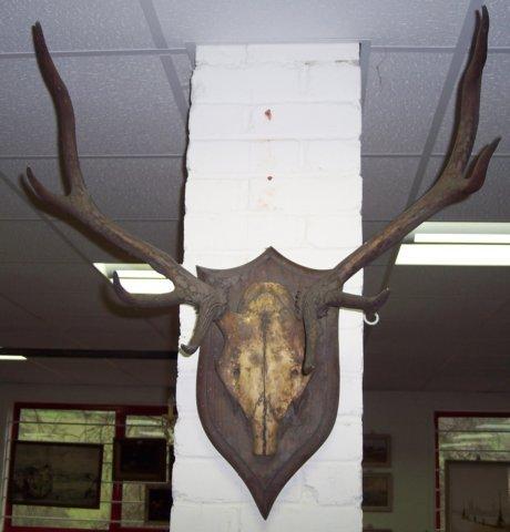 Appraisal: A pair of red deer antlers mounted on a wooden