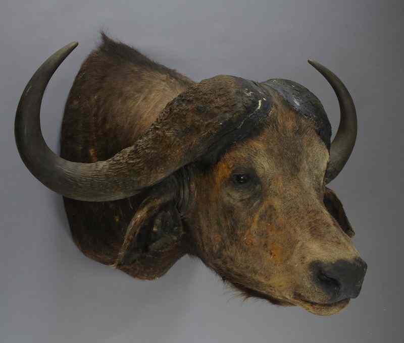 Appraisal: African Cape Buffalo shoulder mount ''H x ''W x ''D