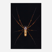 Appraisal: Lars Kremer BANANA SPIDER PORTRAIT OF LIZ cibachrome mounted on