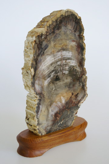 Appraisal: Brazilian Petrified Wood Slab Specimen the polished front exhibiting fossilized